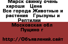 Марск свинку очень хароши › Цена ­ 2 000 - Все города Животные и растения » Грызуны и Рептилии   . Московская обл.,Пущино г.